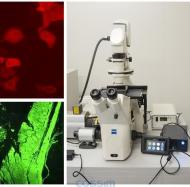 IS系列熒光顯微鏡LED多波段定制激發光源